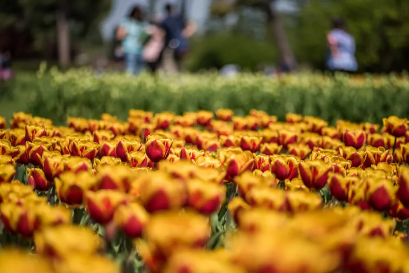 Campo di tulipani