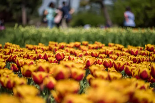 Campo di tulipani